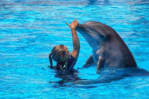 dolphin show